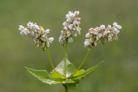 Buckwheat (Fagopyrum esculentum), Emsland, Lower Saxony, Germany, Europe