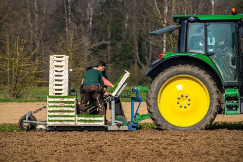 Agriculture, herb gardening, parsley is planted in rows in a field with a planting machine