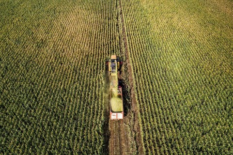Maize harvest, combine harvester, chopper works its way through a maize field, the silage is pumped