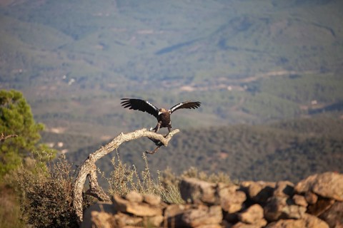 Iberian Eagle (Aquila adalberti), Spanish imperial eagle, Extremadura, Castilla La Mancha, Spain,