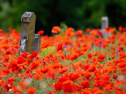 Poppy, poppy, cemetery, gravestone, cross, flowers, poppies, Tiszaalp-r, Kiskuns-gi National Park,
