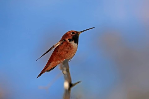 Rufous hummingbird (Selasphorus rufus), adult, male, perch, Sonoran Desert, Arizona, North America,
