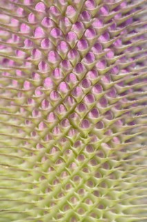 Wild teasel (Dipsacus fullonum), inflorescence in front of flowering, close-up, North