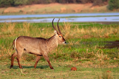 Ellipsen waterbuck (Kobus ellipsiprymnus), adult, male, foraging, vigilant, Kruger National Park,