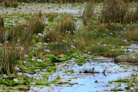 Blue water lily (Nymphaea capensis), Blue Cape water lily, flowering, in the water, Saint Lucia