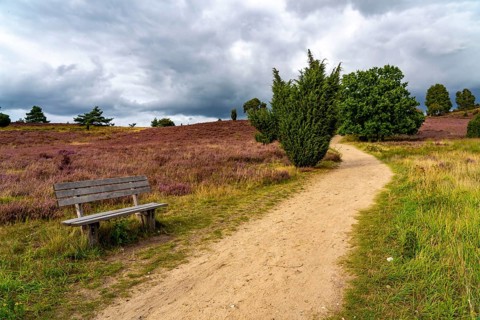 Flowering heath, heather and juniper bushes, near Wilseder Berg, in the Lüneburg Heath nature