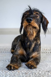 Rough-haired dachshund, male, 3 years old, lying on a carpet and looking up attentively. The black