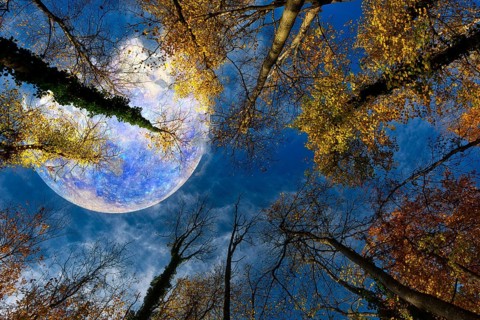 View from the forest upwards into the blue sky, colourful autumn leaves and the planet Mercury,