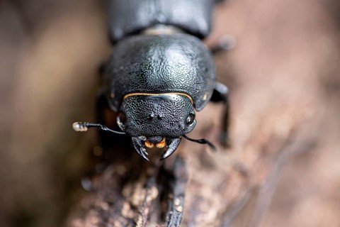Beetle (Dorcus parallelipipedus) crawling over dead wood, Velbert, North Rhine-Westphalia, Germany,