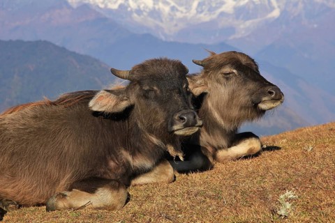 Water buffalo calves resting on a hill in Nepal