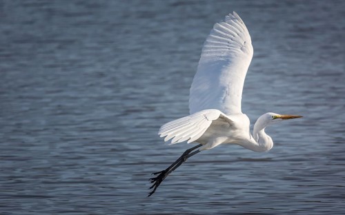 Snowy Egret Flying Over a Lake, Color Image, Day