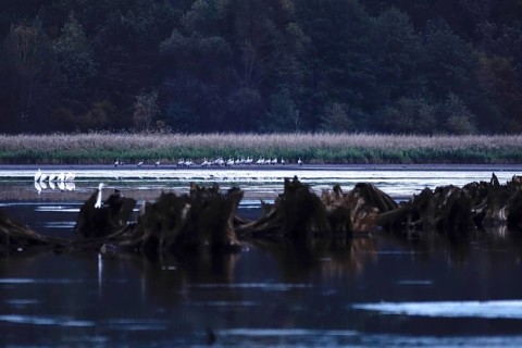 Great White Egret, Upper Lusatian Heath and Pond Landscape, October, Lusatia, Saxony, Germany,