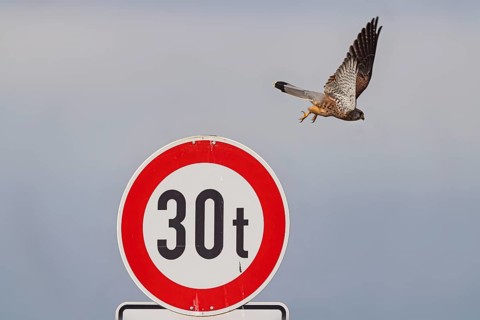 Kestrel (Falco tinnunculus) sitting on a traffic sign. StVO, VZ 262-30, prohibition for vehicles