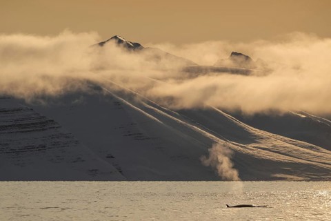 Minke whale (Balaenoptera acutorostrata) with dorsal fin surfacing, blow, snowy mountains,