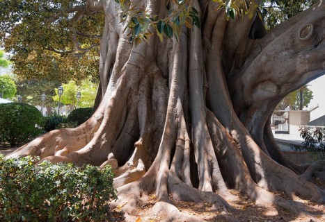 A large tree with impressive roots and dense foliage, rubber tree, Indian rubber tree (Ficus