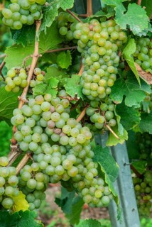 Ripe grapes on a grapevine, Riesling grape, Mosel, Rhineland-Palatinate, Germany, Europe
