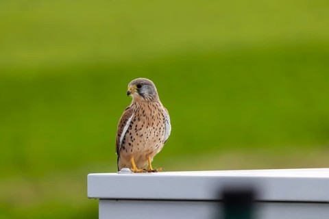 Kestrel (Falco tinnunculus) . Weilheim an der Teck, Baden-Württemberg, Germany, Europe