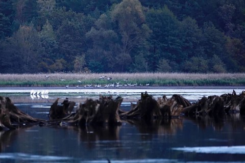 Great White Egret, Upper Lusatian Heath and Pond Landscape, October, Lusatia, Saxony, Germany,