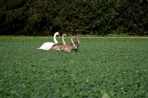 Swans, Upper Lusatian heath and pond landscape, October, Lusatia, Saxony, Germany, Europe