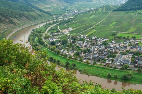 View of the Mosel River at the wine village of Ernst and its vineyards, Moselle Valley, Landkreis