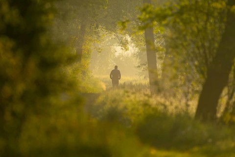 Jogger running on a forest path, Lower Saxony, Germany, Europe
