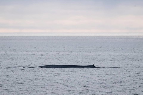 Blue whale (Balaenoptera musculus), Woodfjord, Spitsbergen archipelago, Svalbard and Jan Mayen,