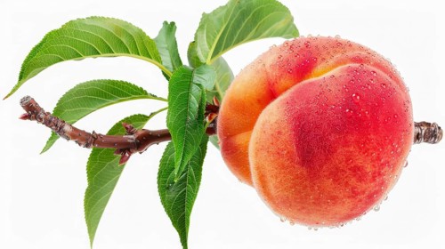 Close-up of a single peach with leaves and water droplets on a branch, AI generated