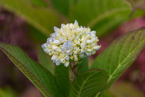 Close-up of a white hydrangea bud with green leaves, Weseke, Münsterland, Germany, Europe