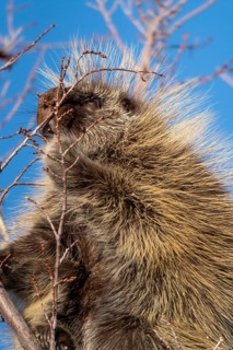 Porcupine Close Up in the Saskatchewan Prairies