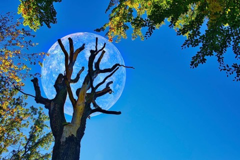 Old tree with branches in front of a large glowing moon in the dark blue night sky, mystical