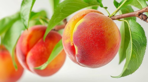 Close-up of a ripe peach on a branch with soft lighting and green leaves, evoking a natural summer