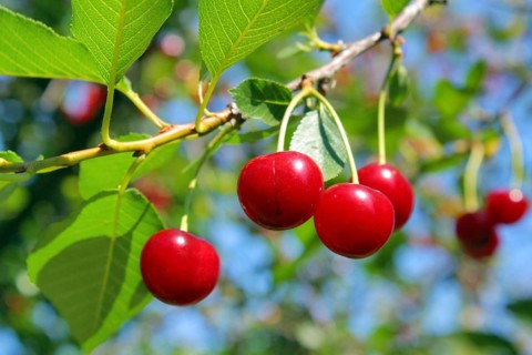 Ripe cherry