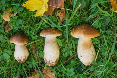 3 porcini mushrooms in autumn leaves, 3 Stone mushrooms in autumn leaves