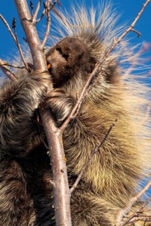 Porcupine Close Up in the Saskatchewan Prairies