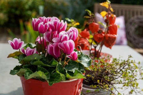 Cyclamen flowers in a red pot on a table in an autumn garden, Weseke, Münsterland, Germany, Europe