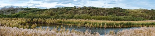 Sea grasses, plants, natural water ponds and sand dunes in the Flemish nature reserve Fonteintjes