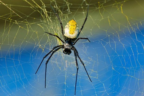 A spider sits in its web in front of a blue background, silk spider (Nephilia fenestrata) Zoo
