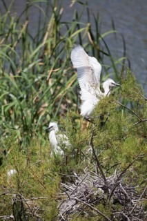 Great egret, Ria Formosa, Olhao, Algarve, Portugal, Europe