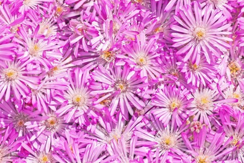 Straw flower (Helichrysum)