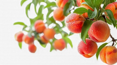 Cluster of peaches hanging on branches, covered in water droplets, AI generated