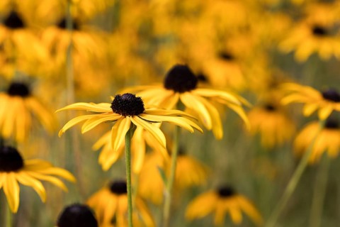 Arnica flowers