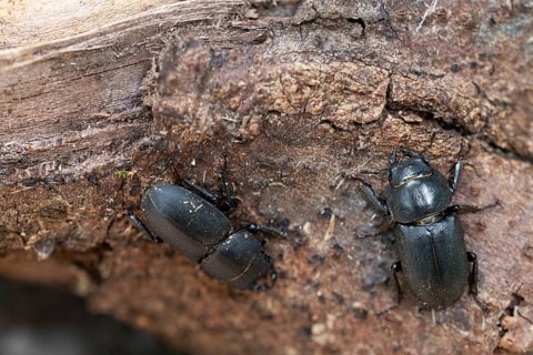 Beamed beetle (Dorcus parallelipipedus), two beetles crawling over dead wood, Velbert, North