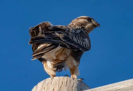 Rough Legged Hawk in winter Saskatchewan Canada