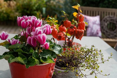 Colourful flower pots on a table in the garden with a wooden bench in the background, Weseke,