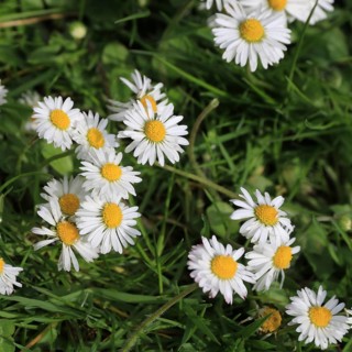 Daisy growing on a green meadow