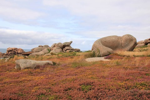 Granite boulder and colorful wildflowers in Brittany, France, Europe