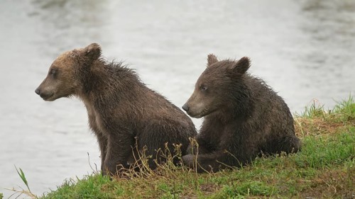 Two brown bear cubs by the river, Kamchatka, Russia, Europe