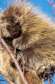 Porcupine Close Up in the Saskatchewan Prairies