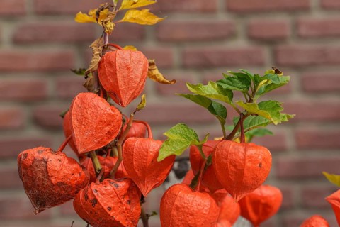 Orange lantern flowers with leaves and branches in front of a brick wall, Weseke, Münsterland,