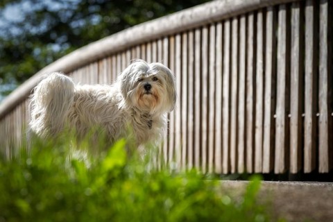 White Havanese standing in front of a bridge
